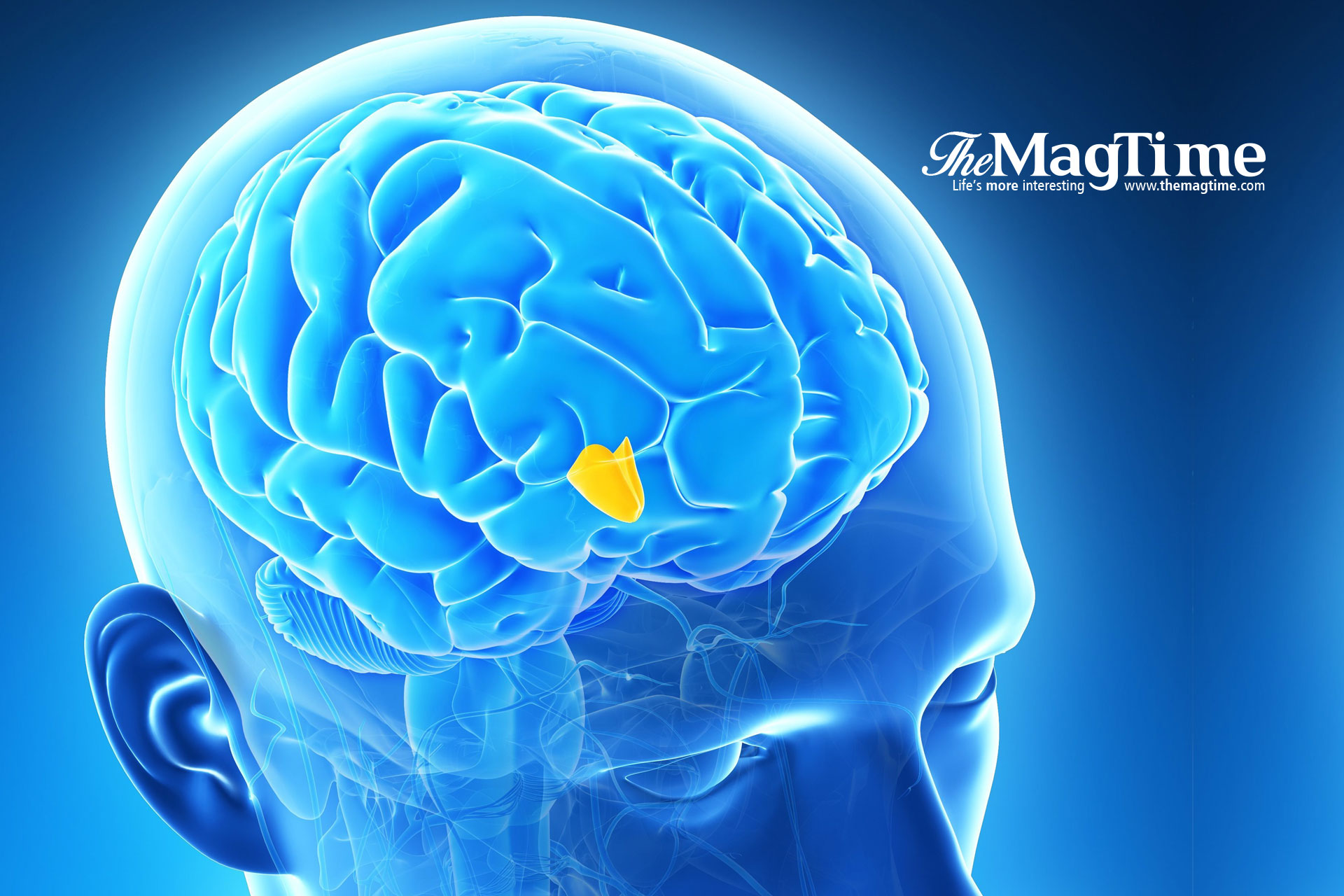 Experience Shapes of Our Brains